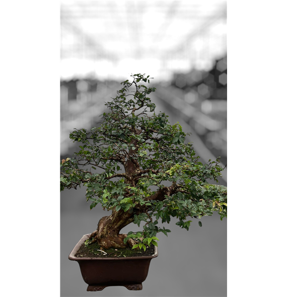 Syzygium buxifolium F00007764