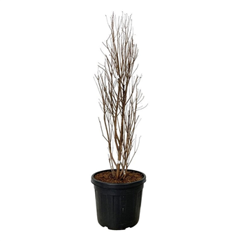 Taxodium distichum 'Lindseys Skyward' F00007456