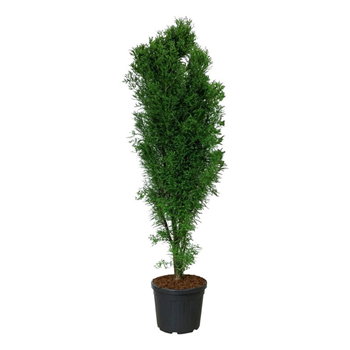 Taxodium distichum F00010526