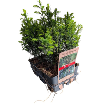 Taxus baccata F00009105