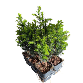 Taxus baccata F00009100