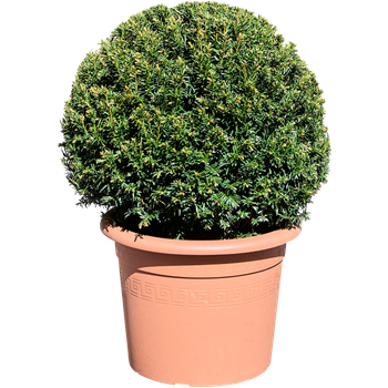 Taxus baccata 5TABABU04