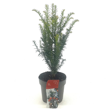 Taxus baccata F00009182