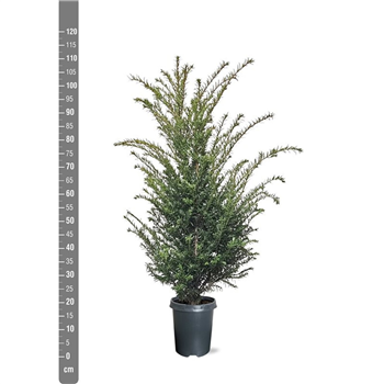 Taxus baccata F00009851