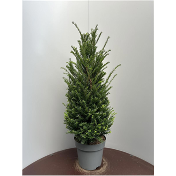 Taxus baccata F00009347