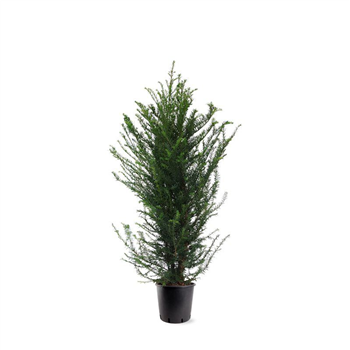 Taxus baccata F00008019