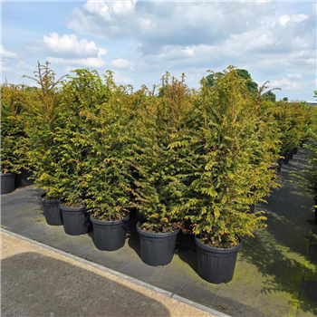 Taxus baccata F00008631