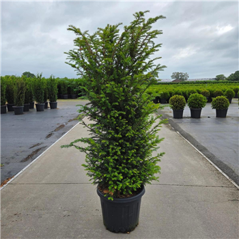 Taxus baccata F00008698