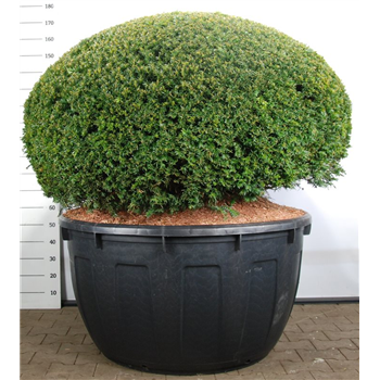Taxus baccata F00003794