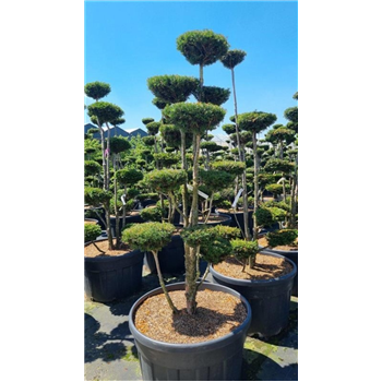 Taxus baccata F00008627