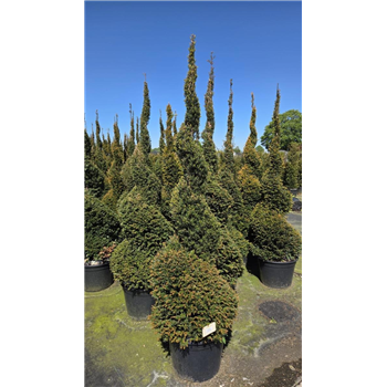 Taxus baccata F00008633