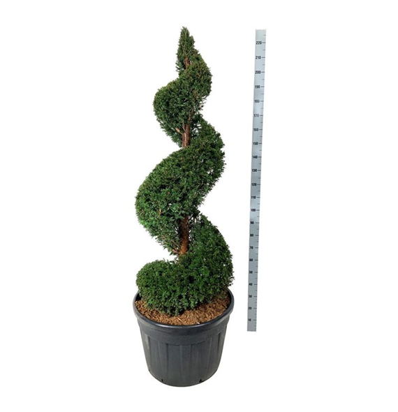 Taxus baccata F00003036