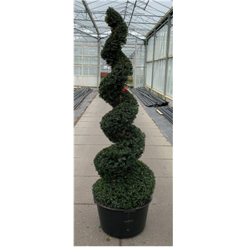 Taxus baccata F00010320