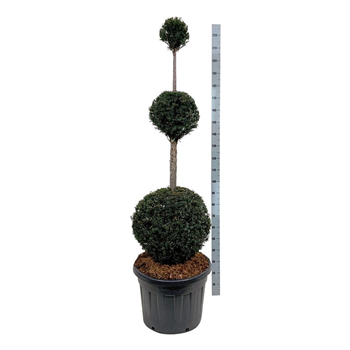 Taxus baccata F00003035