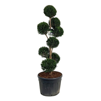 Taxus baccata F00006881