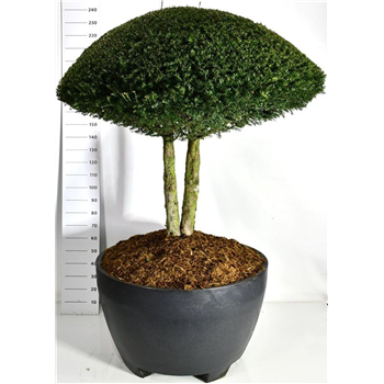 Taxus baccata F00006581