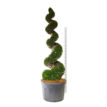 Taxus baccata F00006930