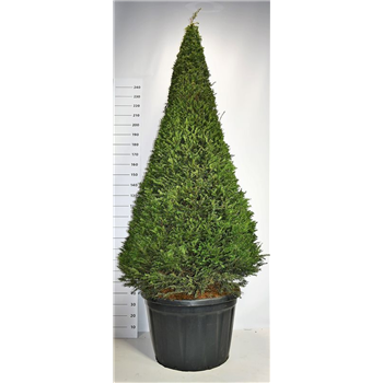 Taxus baccata F00003799