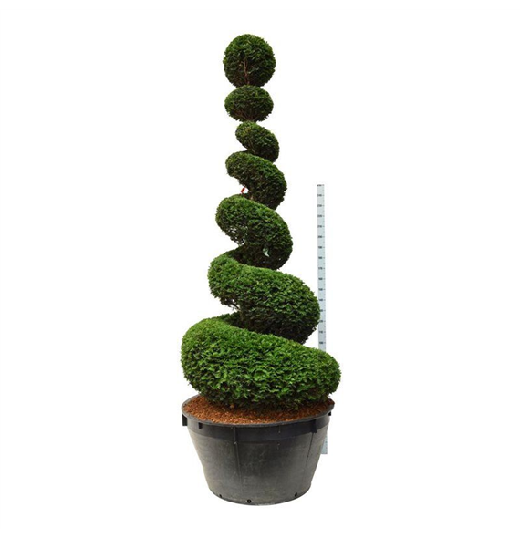 Taxus baccata F00006886