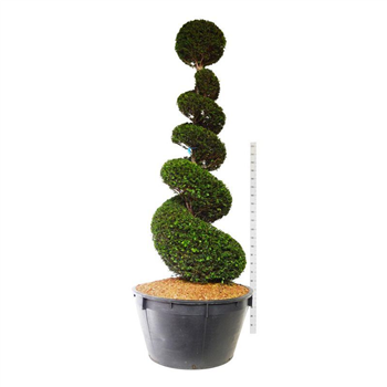 Taxus baccata F00006909