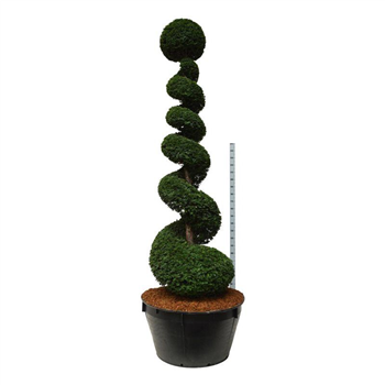 Taxus baccata F00006885