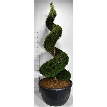 Taxus baccata F00007529