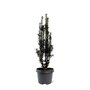Taxus baccata 'Black Tower' F00008012