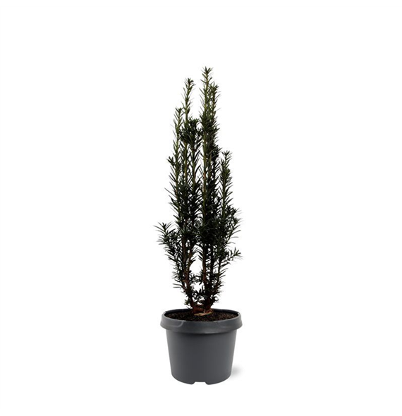 Taxus baccata 'Black Tower' F00008012