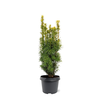 Taxus baccata 'David' F00008013