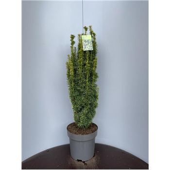 Taxus baccata 'David' F00009343