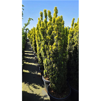 Taxus baccata 'David' F00008685