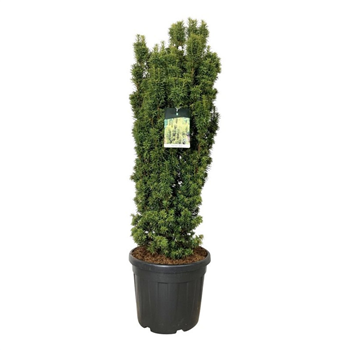Taxus baccata 'David' F00007241