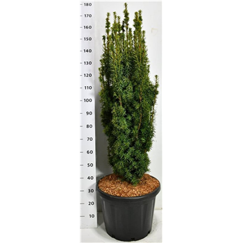 Taxus baccata 'David' F00006611