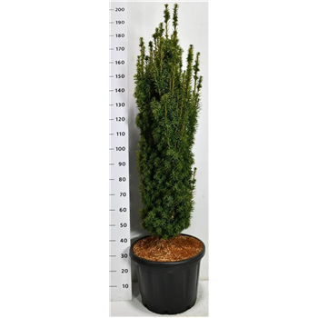 Taxus baccata 'David' F00006610