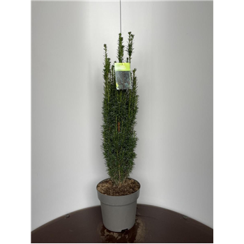 Taxus baccata 'Fastigiata' F00009304