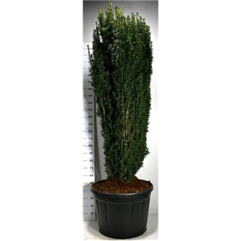Taxus baccata 'Pirat' F00006275