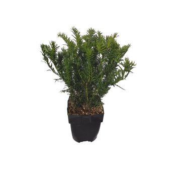 Taxus baccata 'Repandens' F00010565