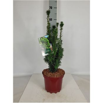 Taxus baccata 'Robin Hood' F00009556