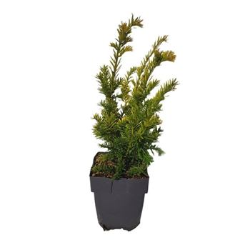 Taxus baccata 'Semperaurea' F00010008