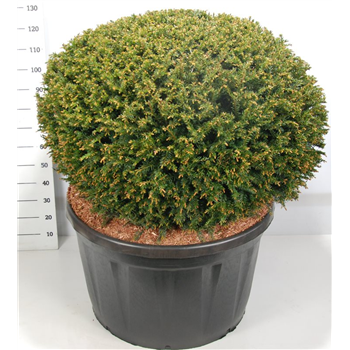 Taxus baccata (Ø170cm) F00003793