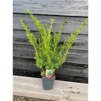 Taxus media 'Groenland' F00010009