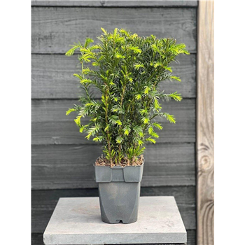Taxus media 'Groenland' F00010010