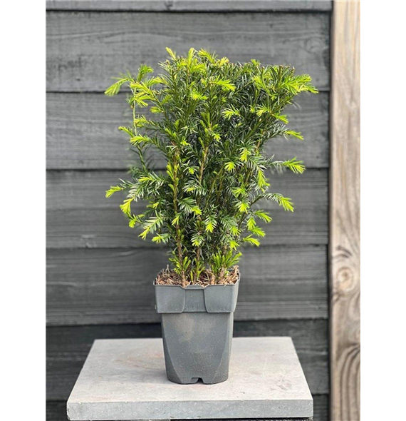 Taxus media 'Groenland' F00010010