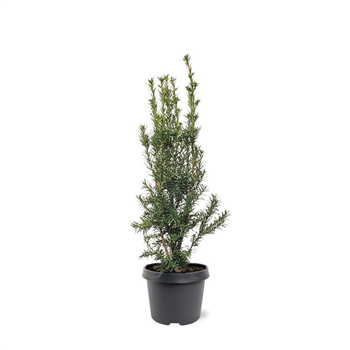 Taxus media 'Hicksii' F00008023