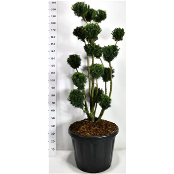 Taxus media 'Hicksii' F00006544