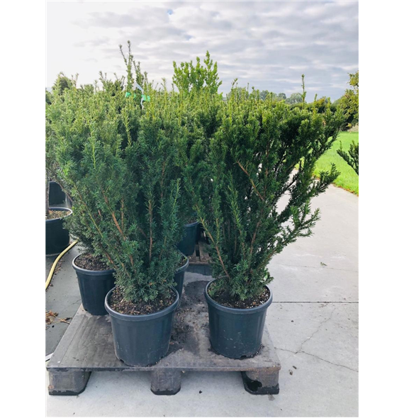 Taxus media 'Hillii' F00010534