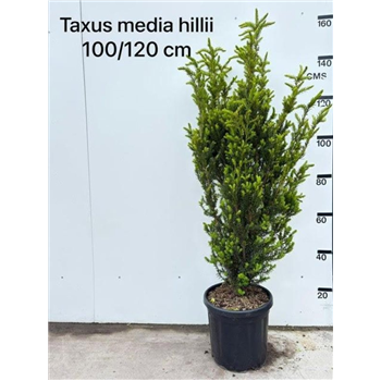 Taxus media 'Hillii' F00008056