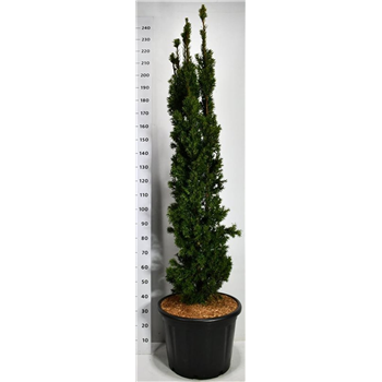 Taxus media 'Viridis' F00006604