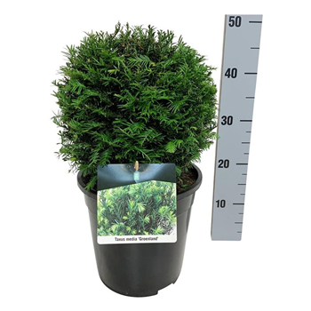Taxus x media 'Groenland' F00005868