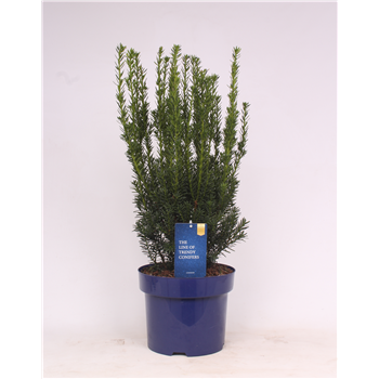 Taxus x media 'Hillii' F00003558
